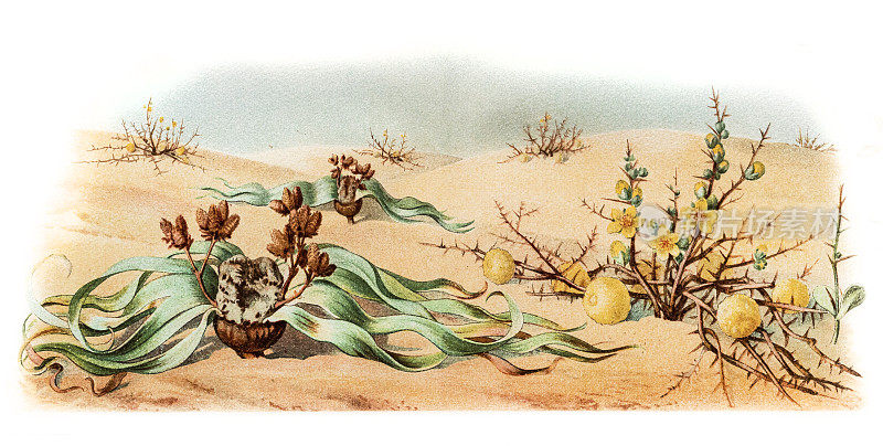 Welwitschia，或树蜥（Welwitschia mirabilis）和棘皮蜥（或棘皮蝇）;